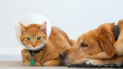 Esterilización de perros y gatos | Getty Images