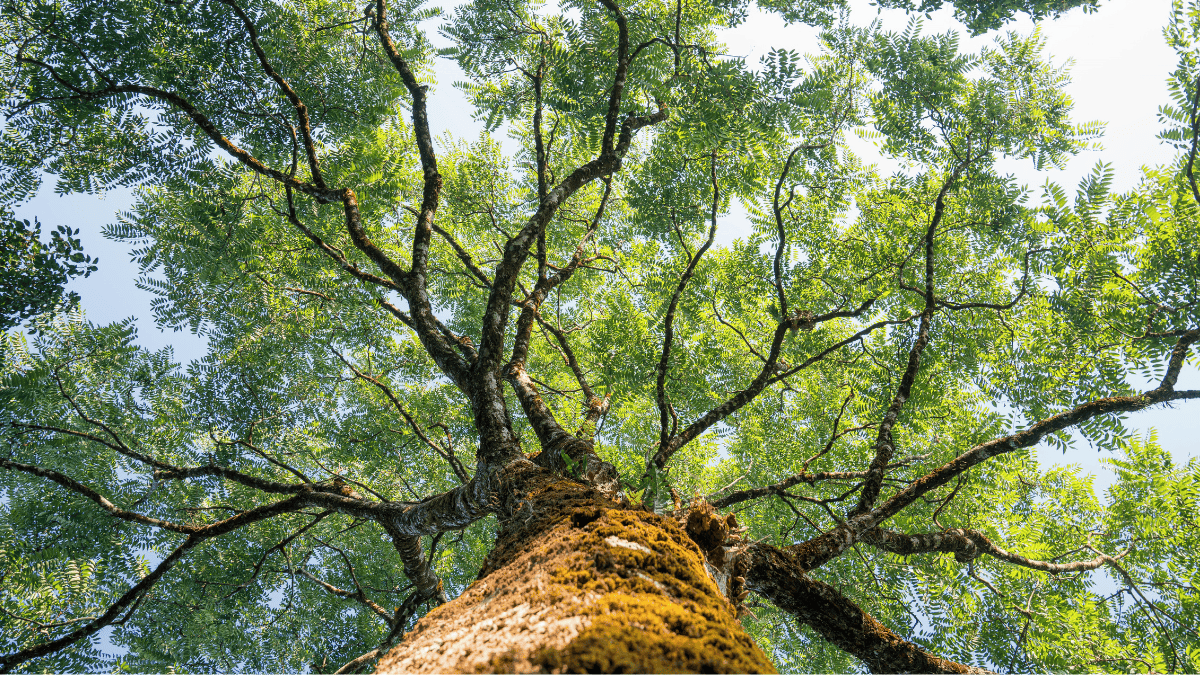 Paz con la naturaleza | Getty Images