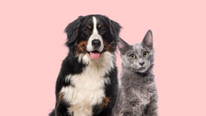 Esterilización