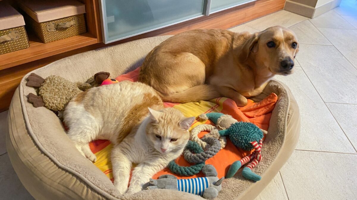 Esterilización para perros y gatos en Bogotá. | Getty Images