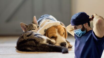 ¿Dónde esterilizar perros y gatos GRATIS en Bogotá? Hay 4.500 cupos disponibles en mayo | Getty Images