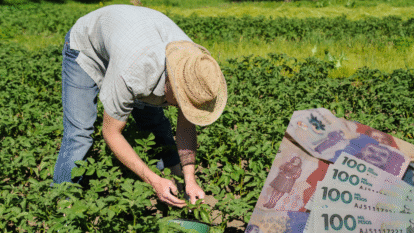 Agricultor revisando hojas de papa |Getty Images