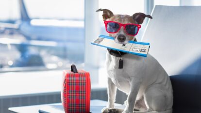 Mascota con tiquete de avión y equipaje | Getty Images